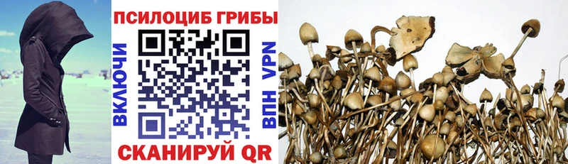 Псилоцибиновые грибы GOLDEN TEACHER  дарнет шоп  сайты даркнета как зайти  Тара  mega как войти 